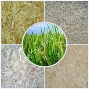 Rice ( Chaval)